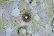 画像11: 50年代ホワイト×カーキローウエストVネックフレンチスリーブ半袖シースルードレス (11)