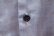 画像13: ”Sears”ライトブルー×カラフル木＆イルカ＆人刺繍胸ポケット付き半袖シャンブレーシャツ 