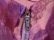 画像18: 50〜60年代 パープル×ピンク花柄ボートネック半袖シフォンドレス