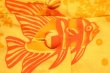 画像14: 70年代イエロー×オレンジ魚＆貝柄フロントボタンロングスカート (14)